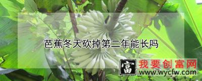 芭蕉冬天砍掉第二年能长吗