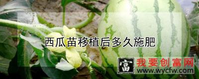 西瓜苗移植后多久施肥