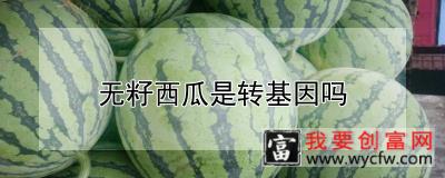 无籽西瓜是转基因吗