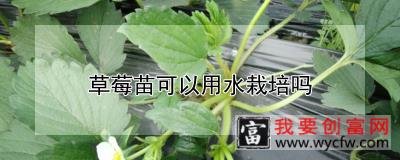 草莓苗可以用水栽培吗