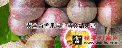 黄金百香果实生苗会结果吗