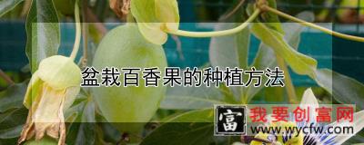 盆栽百香果的<a href=https://www.wycfw.com/e/tags/?tagid=232 target=_blank class=infotextkey>种植方法</a>