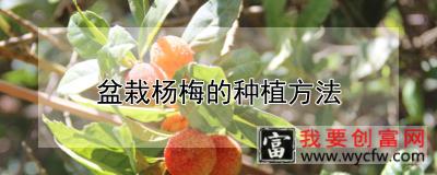 盆栽杨梅的<a href=https://www.wycfw.com/e/tags/?tagid=232 target=_blank class=infotextkey>种植方法</a>