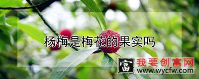 杨梅是梅花的果实吗