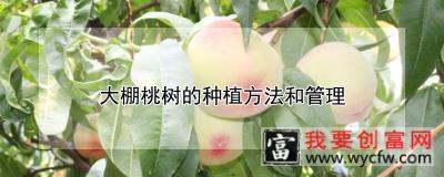 大棚桃树的<a href=https://www.wycfw.com/e/tags/?tagid=232 target=_blank class=infotextkey>种植方法</a>和管理