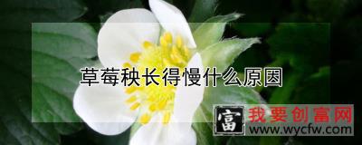 草莓秧长得慢什么原因