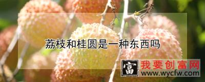 荔枝和桂圆是一种东西吗