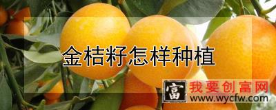 金桔籽怎样种植