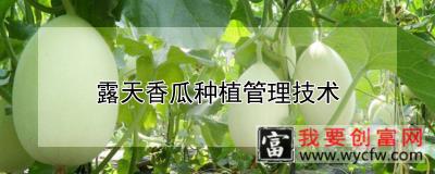 露天香瓜种植管理技术