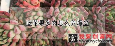 蓝苹果多肉怎么养爆盆