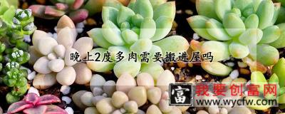 晚上2度多肉需要搬进屋吗