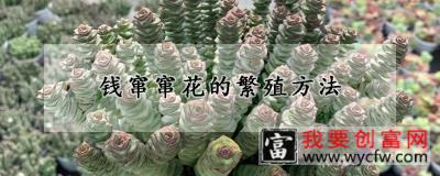 钱窜窜花的繁殖方法