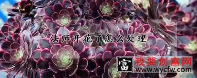 法师开花了怎么处理