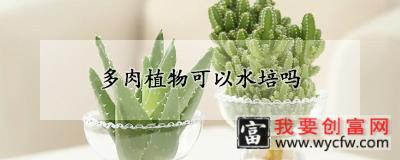 多肉植物可以水培吗