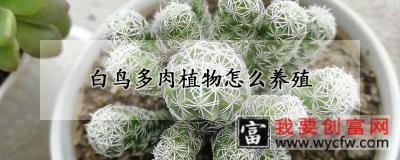 白鸟多肉植物怎么养殖