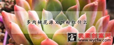 多肉桃花源又叫粉红什么