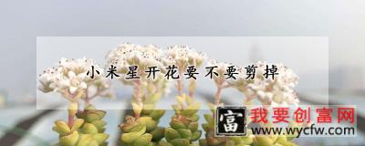 小米星开花要不要剪掉