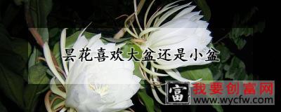 昙花喜欢大盆还是小盆