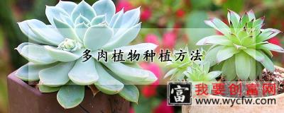 多肉植物<a href=https://www.wycfw.com/e/tags/?tagid=232 target=_blank class=infotextkey>种植方法</a>