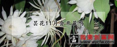 昙花11月会开花吗