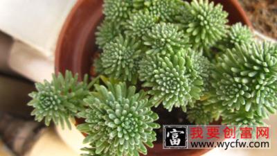 多肉植物球松的<a href=https://www.wycfw.com/e/tags/?tagid=63 target=_blank class=infotextkey><a href=https://www.wycfw.com/yangzhi/ target=_blank class=infotextkey>养殖</a></a>方法和注意事项