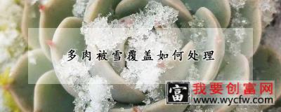 多肉被雪覆盖如何处理