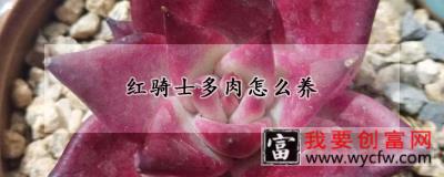 红骑士多肉怎么养