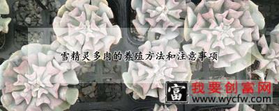 雪精灵多肉的<a href=https://www.wycfw.com/e/tags/?tagid=63 target=_blank class=infotextkey><a href=https://www.wycfw.com/yangzhi/ target=_blank class=infotextkey>养殖</a></a>方法和注意事项