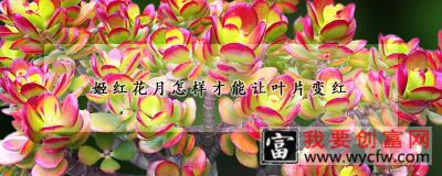 姬红花月怎样才能让叶片变红