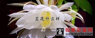 昙花什么样