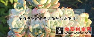 多肉香草的养殖方法和注意事项