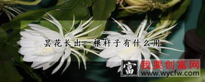 昙花长出一根杆子有什么用