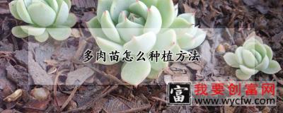 多肉苗怎么种植方法