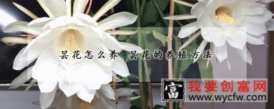 昙花怎么养 昙花的<a href=https://www.wycfw.com/e/tags/?tagid=63 target=_blank class=infotextkey><a href=https://www.wycfw.com/yangzhi/ target=_blank class=infotextkey>养殖</a></a>方法