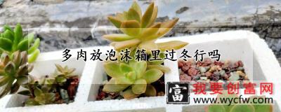 多肉放泡沫箱里过冬行吗