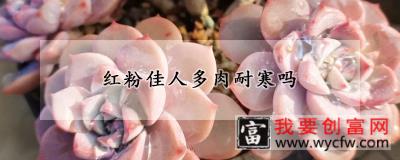 红粉佳人多肉耐寒吗