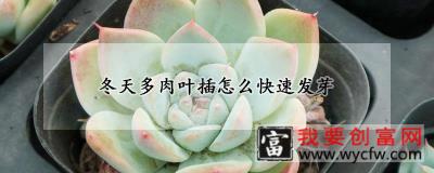 冬天多肉叶插怎么快速发芽