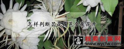 怎样判断昙花花苞今夜花开