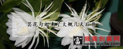 昙花勾起来了大概几天后开