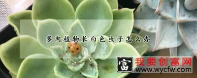 多肉植物长白色虫子怎么办