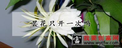 昙花只开一次吗