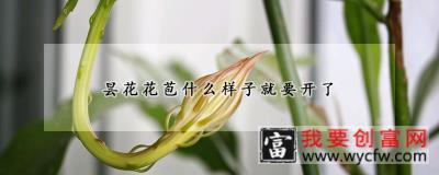 昙花花苞什么样子就要开了