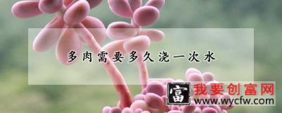 多肉需要多久浇一次水