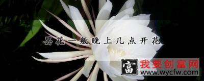 昙花一般晚上几点开花