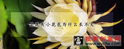 昙花有小花苞为什么长不大