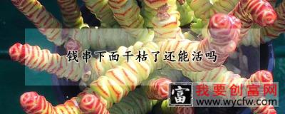 钱串下面干枯了还能活吗