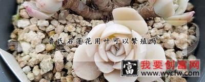 鲁氏石莲花用叶可以繁殖吗