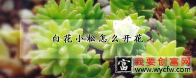 白花小松怎么开花