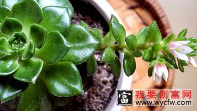 多肉植物如何<a href=https://www.wycfw.com/e/tags/?tagid=63 target=_blank class=infotextkey><a href=https://www.wycfw.com/yangzhi/ target=_blank class=infotextkey>养殖</a></a>方法