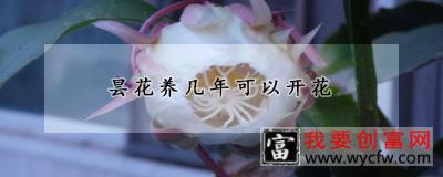 昙花养几年可以开花